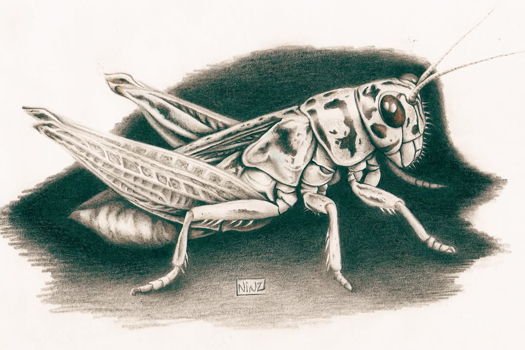 Nina Courtois - Graphiste & Illustratrice